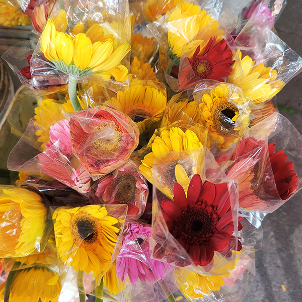 Hoa đồng tiền (10 bông)